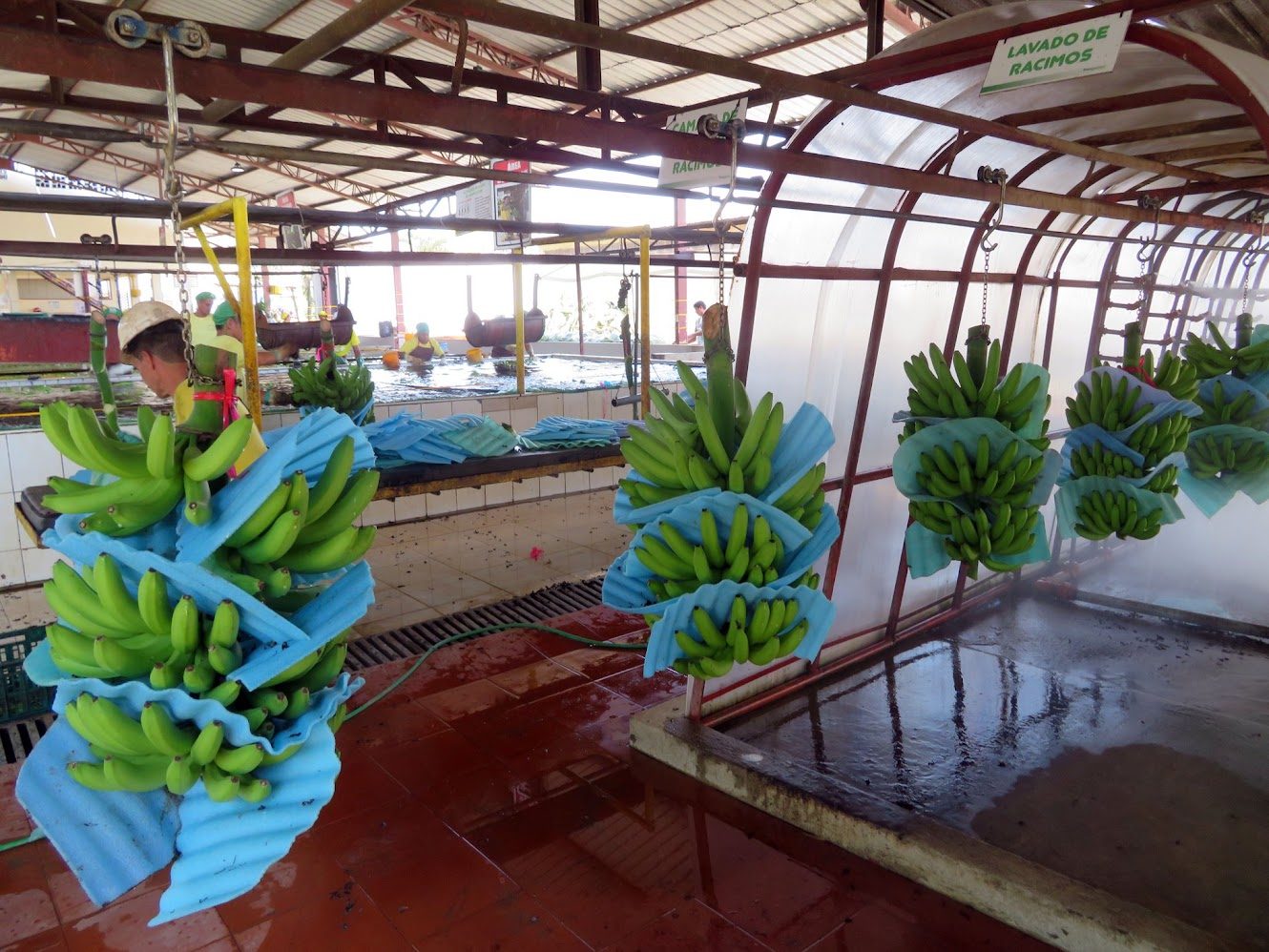 Workers washing and packing bunches of green bananas in a packing shed